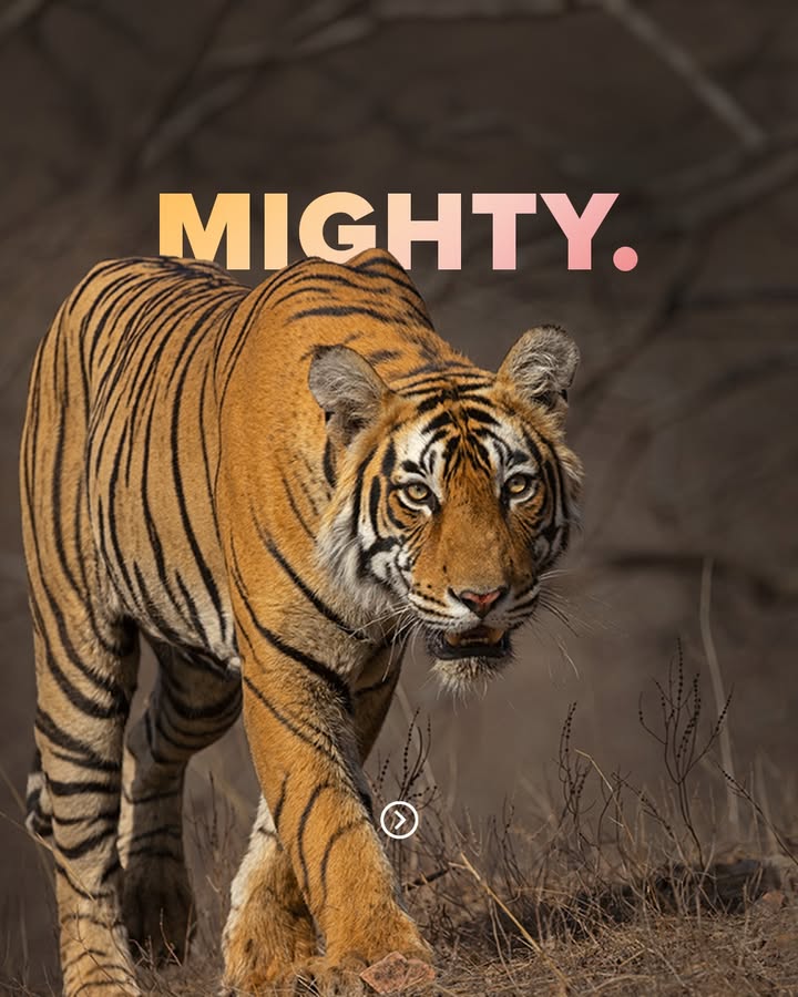 India s growing tiger population is a powerful reminder of what sustained collective action can achieve