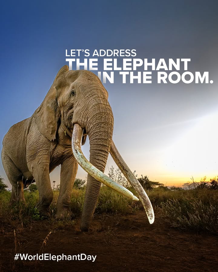 Lets address the elephant in the room