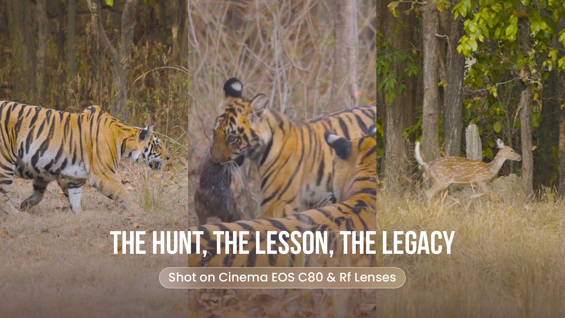 A rare, pulse pounding moment from the wild, captured at Kanha National Park