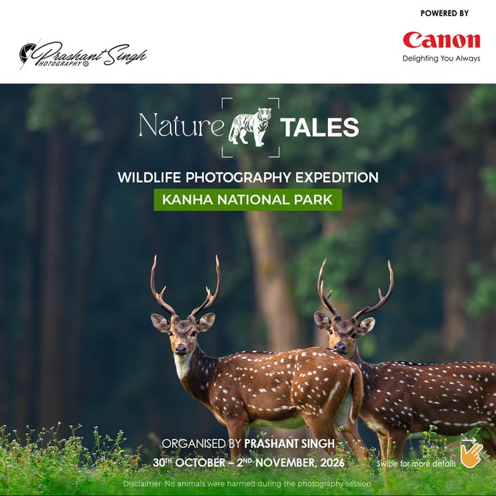 Join Nature Tales at Kanha National Park and elevate your wildlife nature photography skills with the Canon EOS R System, ...